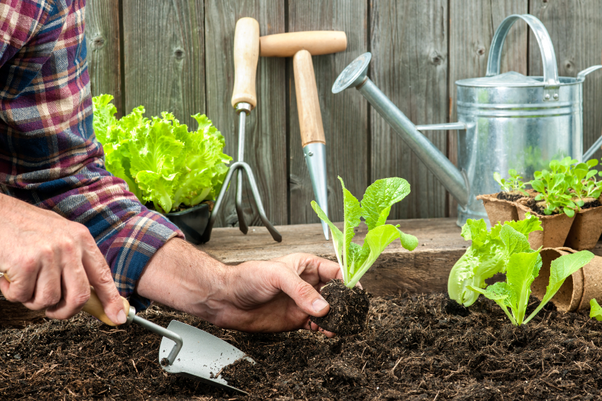 Must-Have Garden and Outdoor Tools for Everyday Use